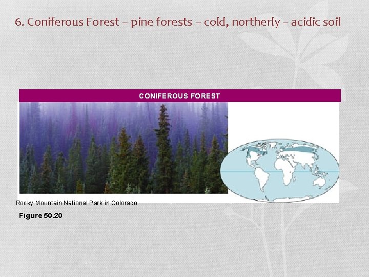 6. Coniferous Forest – pine forests – cold, northerly – acidic soil CONIFEROUS FOREST