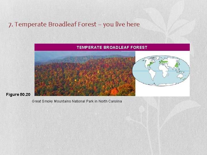 7. Temperate Broadleaf Forest – you live here • Temperate. TEMPERATE broadleaf. BROADLEAF forest