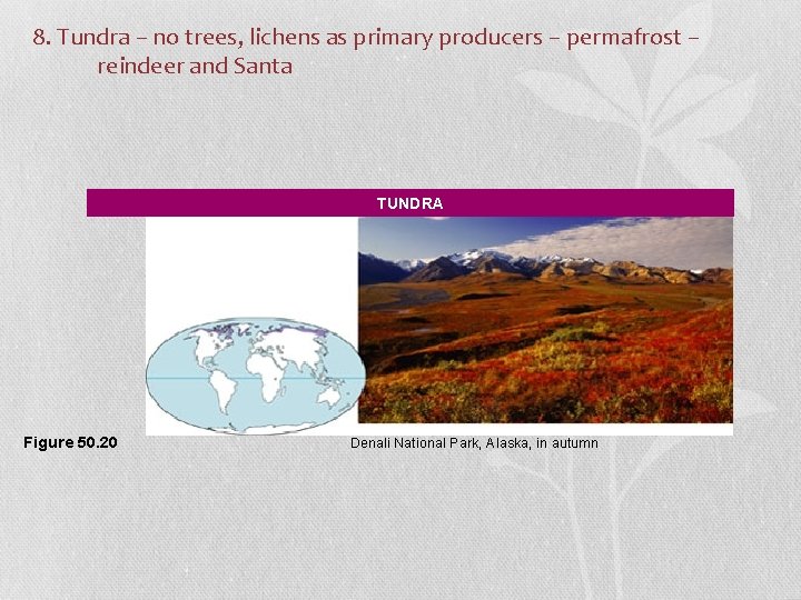 8. Tundra – no trees, lichens as primary producers – permafrost – reindeer and