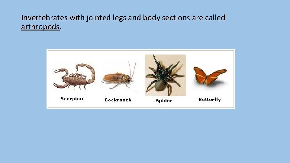 Invertebrates with jointed legs and body sections are called arthropods. 