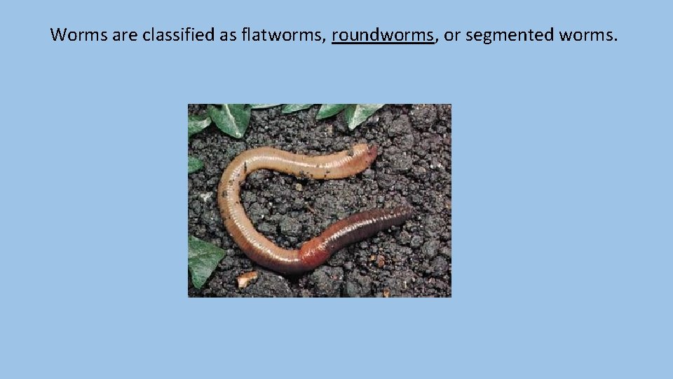 Worms are classified as flatworms, roundworms, or segmented worms. 