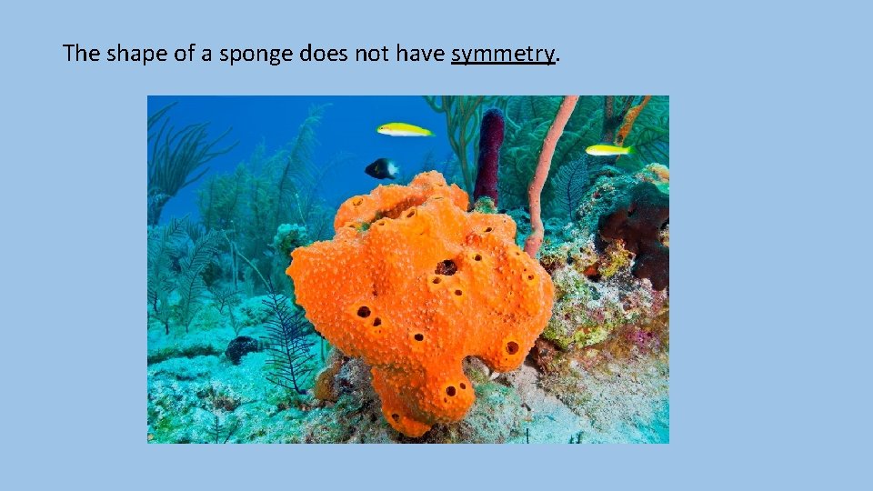 The shape of a sponge does not have symmetry. 