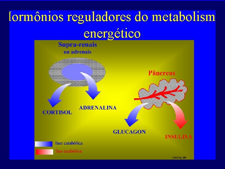 Hormônios reguladores do metabolismo energético 