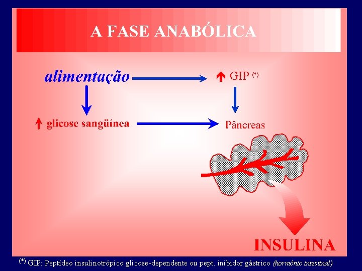  GIP (*) GIP: Peptídeo insulinotrópico glicose-dependente ou pept. inibidor gástrico (hormônio intestinal) 
