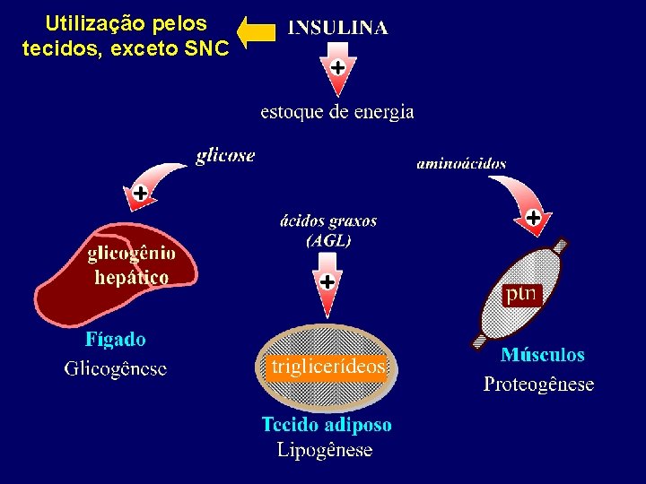 Utilização pelos tecidos, exceto SNC 