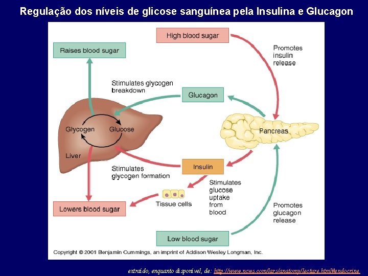 Regulação dos níveis de glicose sanguínea pela Insulina e Glucagon extraído, enquanto disponível, de: