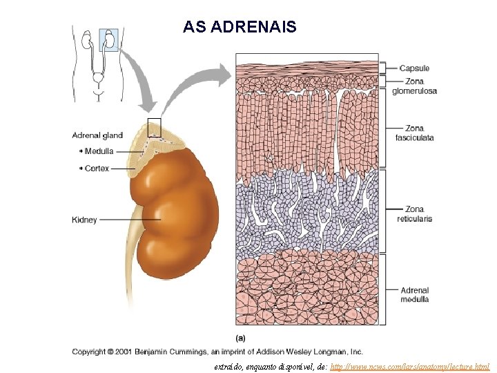 AS ADRENAIS extraído, enquanto disponível, de: http: //www. ncws. com/lars/anatomy/lecture. html 