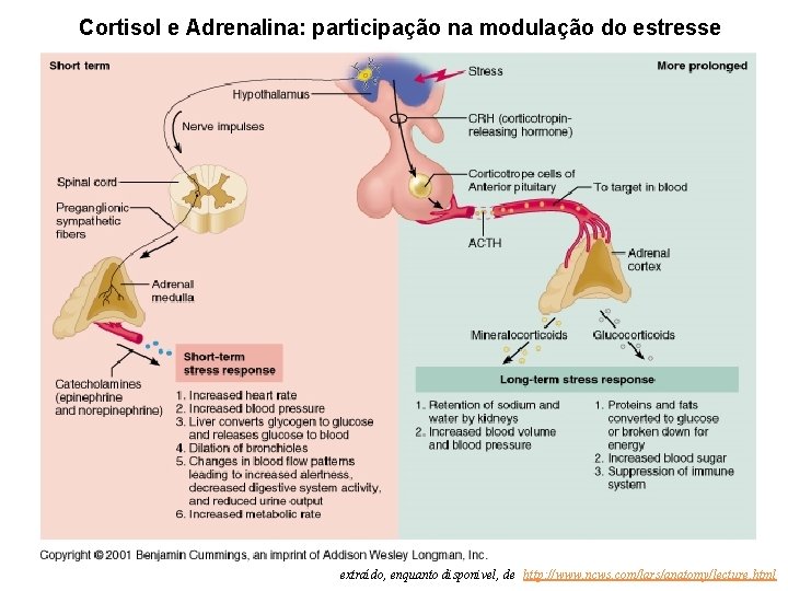 Cortisol e Adrenalina: participação na modulação do estresse extraído, enquanto disponivel, de: http: //www.