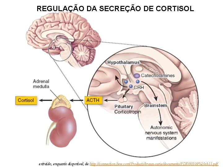 REGULAÇÃO DA SECREÇÃO DE CORTISOL extraído, enquanto disponível, de: http: //connection. lww. com/Products/braun-carie/documents/PDF/90309%20 ch