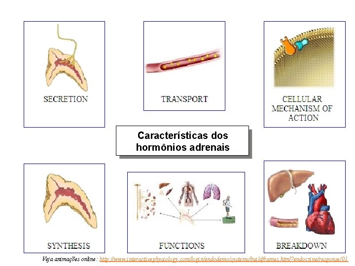 Características dos hormônios adrenais Veja animações online: http: //www. interactivephysiology. com/login/endodemo/systems/buildframes. html? endocrine/response/01 