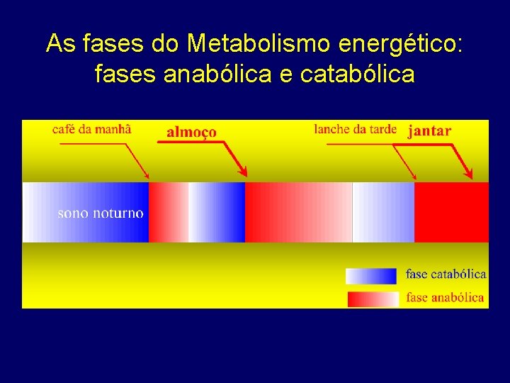 As fases do Metabolismo energético: fases anabólica e catabólica 