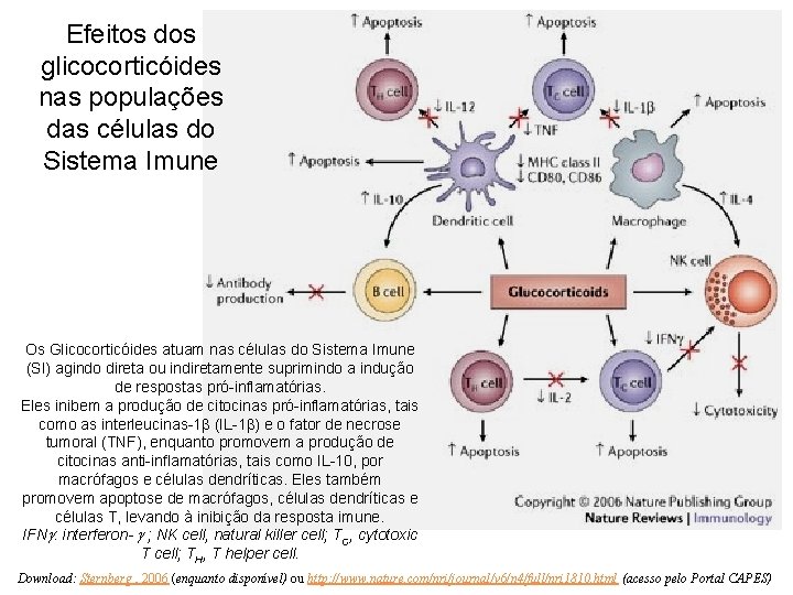 Efeitos dos glicocorticóides nas populações das células do Sistema Imune Os Glicocorticóides atuam nas