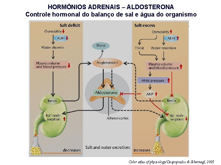 HORMÔNIOS ADRENAIS – ALDOSTERONA Controle hormonal do balanço de sal e água do organismo