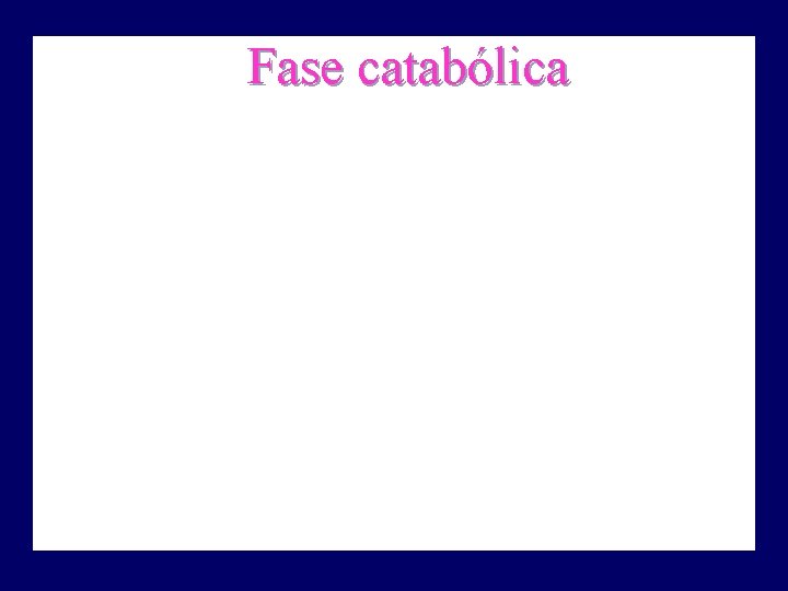 Fase catabólica http: //fisio. icb. usp. br/ 