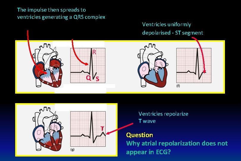 The impulse then spreads to ventricles generating a QRS complex Ventricles uniformly depolarised -