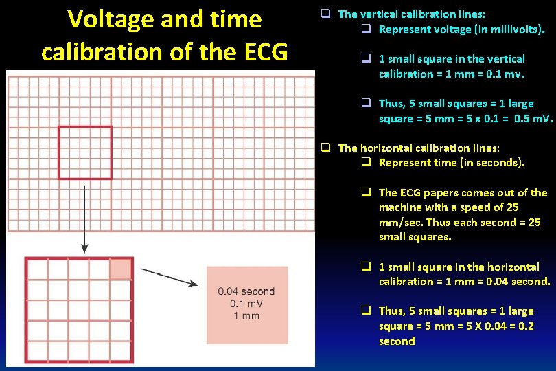 Voltage and time calibration of the ECG q The vertical calibration lines: q Represent