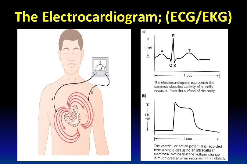 The Electrocardiogram; (ECG/EKG) 