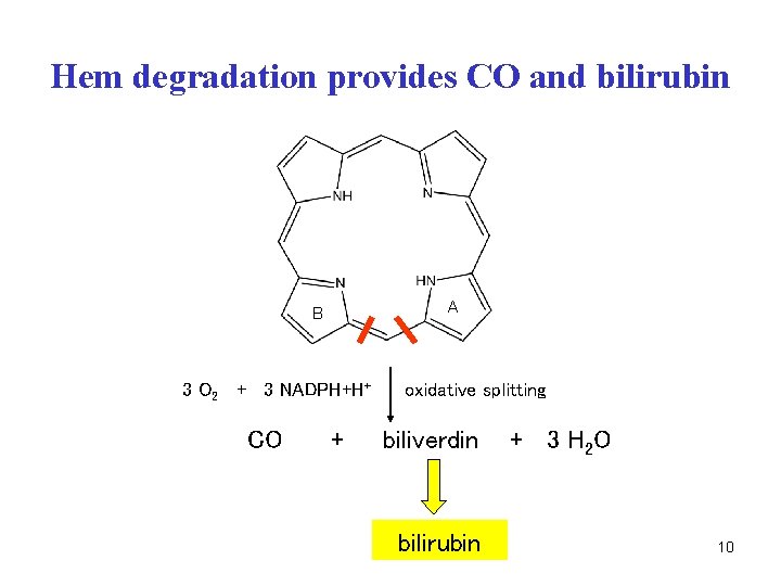 Hem degradation provides CO and bilirubin A B 3 O 2 + 3 NADPH+H+