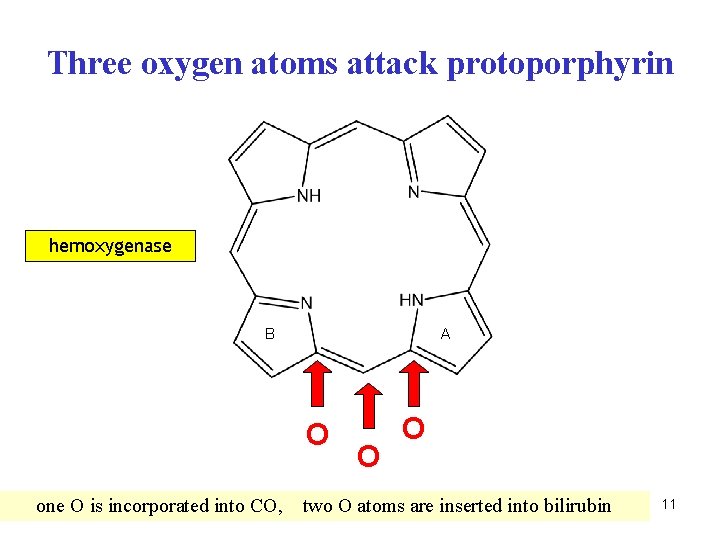 Three oxygen atoms attack protoporphyrin hemoxygenase B A O one O is incorporated into