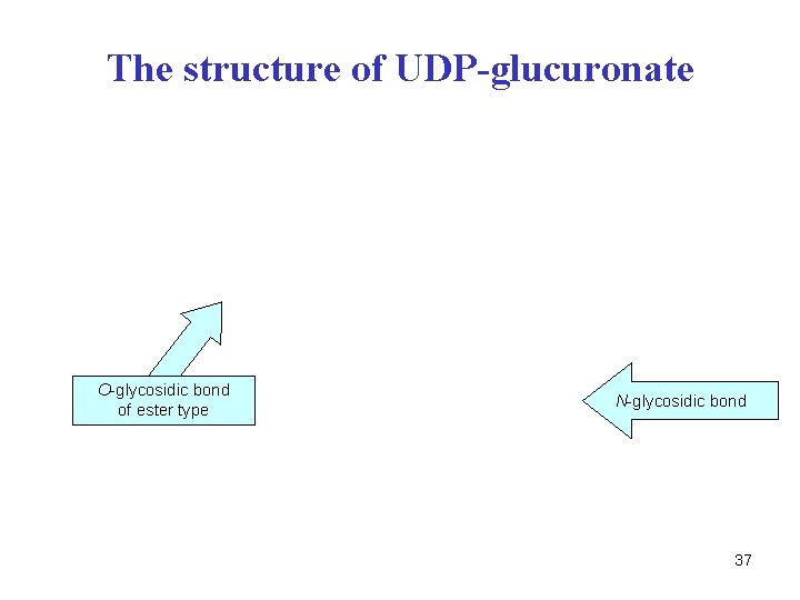 The structure of UDP-glucuronate O-glycosidic bond of ester type N-glycosidic bond 37 