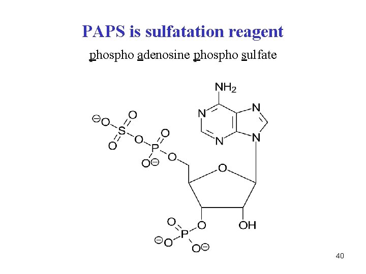 PAPS is sulfatation reagent phospho adenosine phospho sulfate 40 
