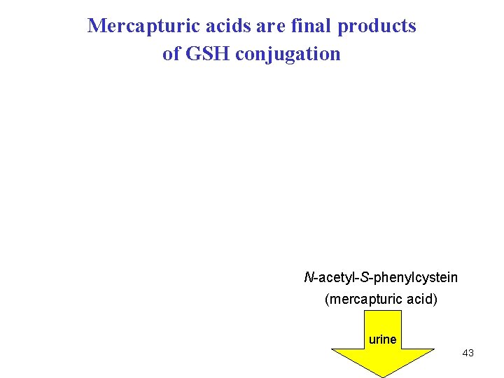 Mercapturic acids are final products of GSH conjugation N-acetyl-S-phenylcystein (mercapturic acid) urine 43 