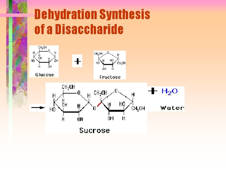 Dehydration Synthesis of a Disaccharide 