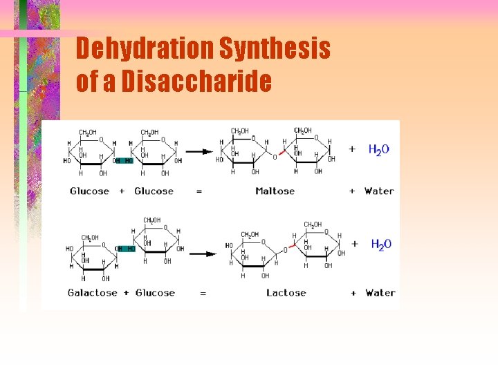 Dehydration Synthesis of a Disaccharide 