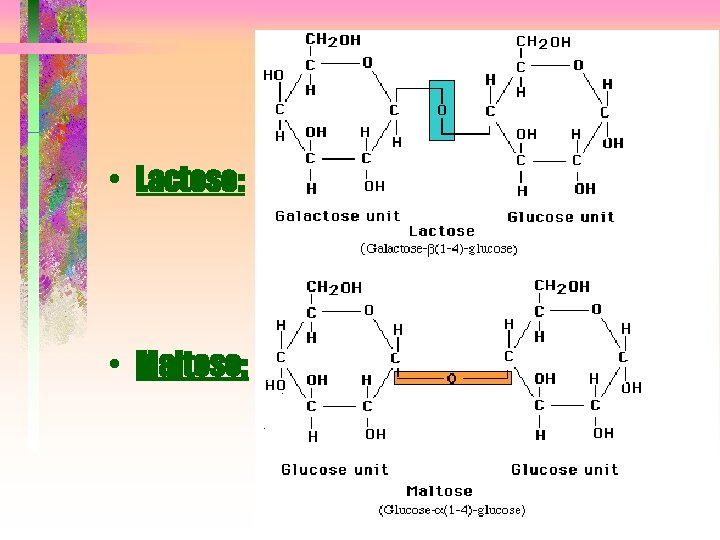  • Lactose: • Maltose: 