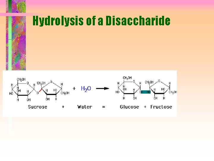 Hydrolysis of a Disaccharide 