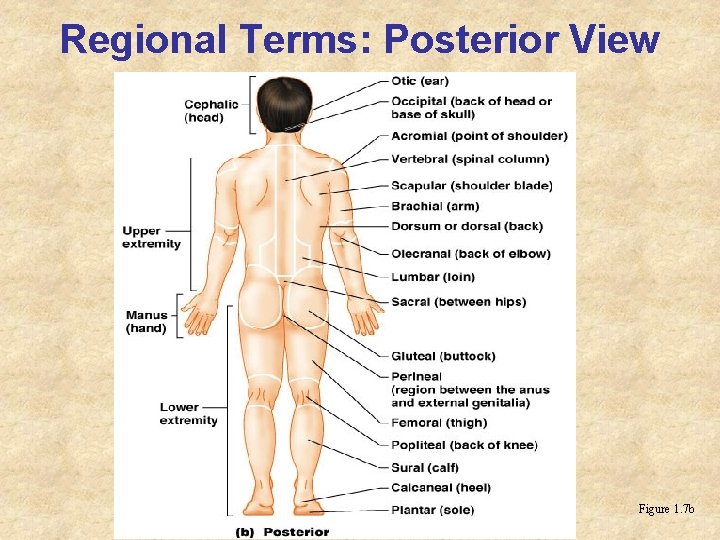 Regional Terms: Posterior View Figure 1. 7 b 
