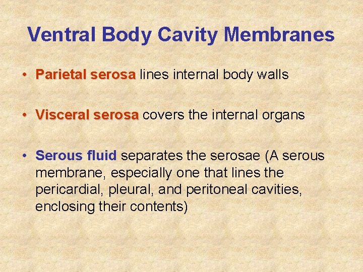 Ventral Body Cavity Membranes • Parietal serosa lines internal body walls • Visceral serosa