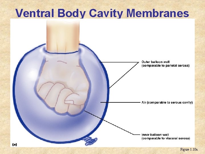 Ventral Body Cavity Membranes Figure 1. 10 a 