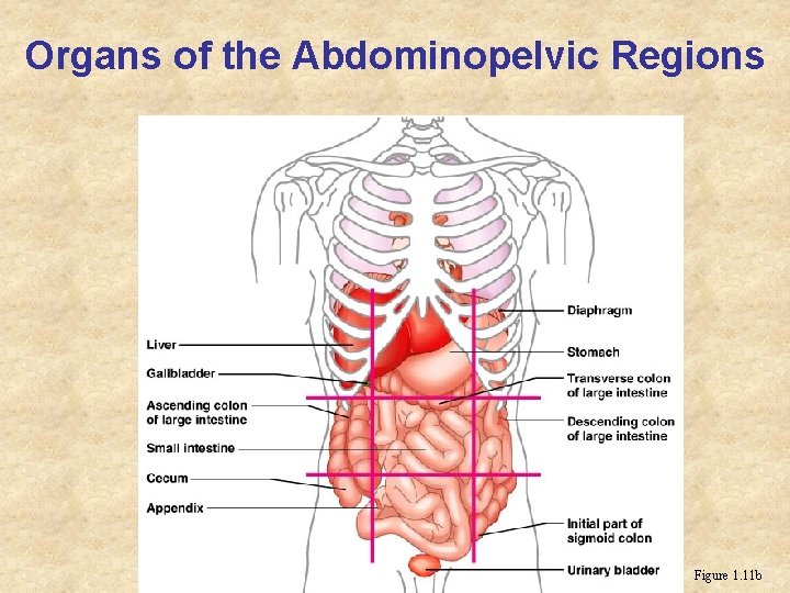 Organs of the Abdominopelvic Regions Figure 1. 11 b 