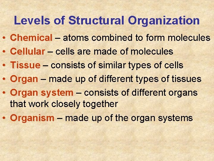 Levels of Structural Organization • • • Chemical – atoms combined to form molecules