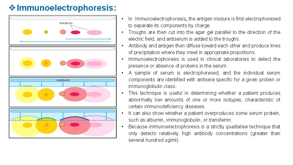  Immunoelectrophoresis: • • In Immunoelectrophoresis, the antigen mixture is first electrophoresed to separate