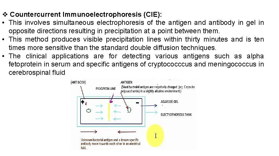  Countercurrent Immunoelectrophoresis (CIE): • This involves simultaneous electrophoresis of the antigen and antibody