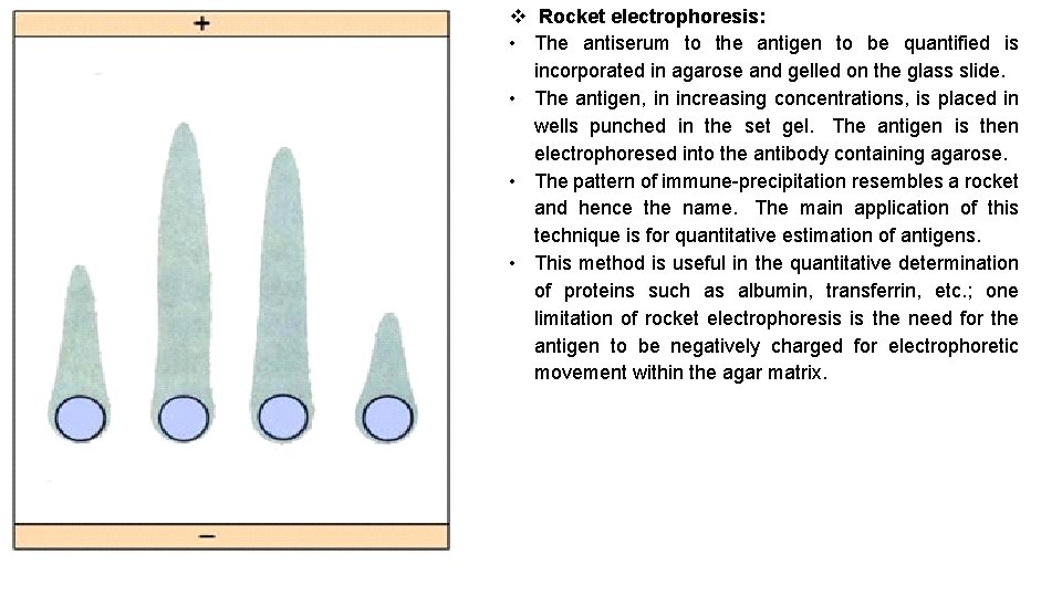  Rocket electrophoresis: • The antiserum to the antigen to be quantified is incorporated