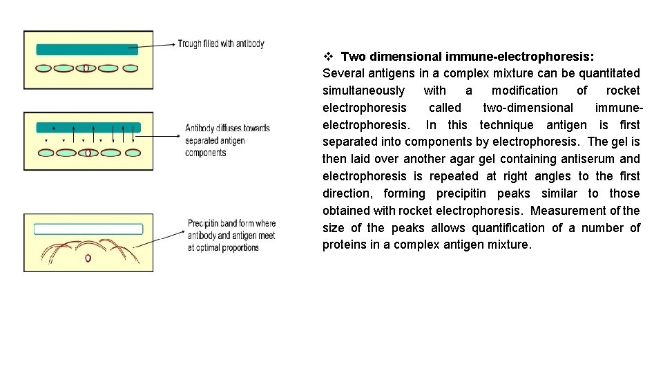  Two dimensional immune-electrophoresis: Several antigens in a complex mixture can be quantitated simultaneously