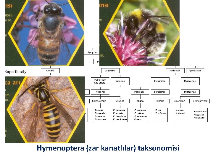 Hymenoptera (zar kanatlılar) taksonomisi 