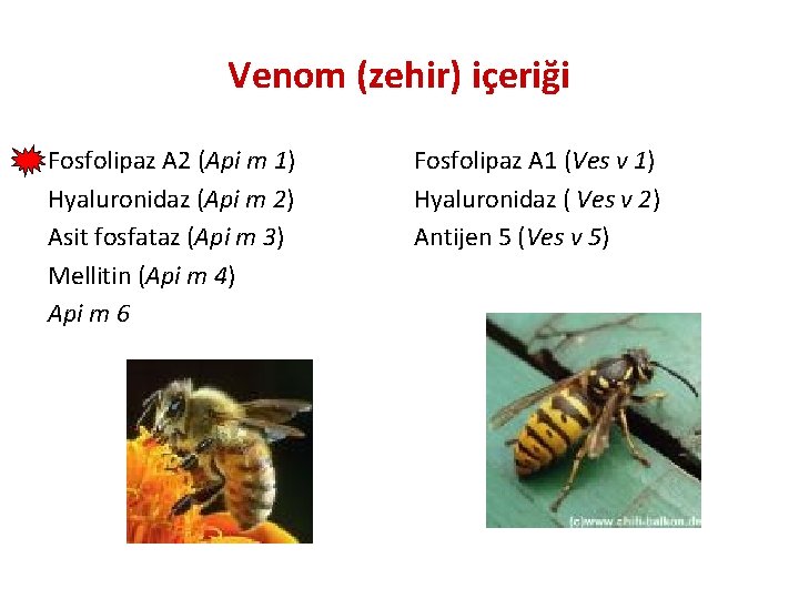 Venom (zehir) içeriği Fosfolipaz A 2 (Api m 1) Hyaluronidaz (Api m 2) Asit