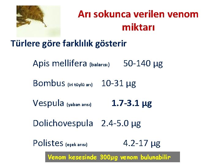 Arı sokunca verilen venom miktarı Türlere göre farklılık gösterir Apis mellifera (balarısı) 50 -140