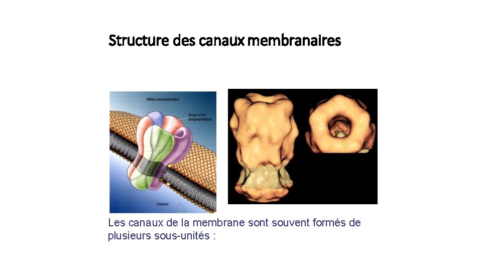Structure des canaux membranaires Les canaux de la membrane sont souvent formés de plusieurs