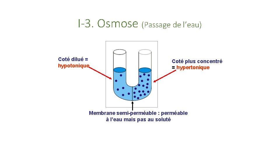 I-3. Osmose (Passage de l’eau) Coté dilué = hypotonique Coté plus concentré = hypertonique