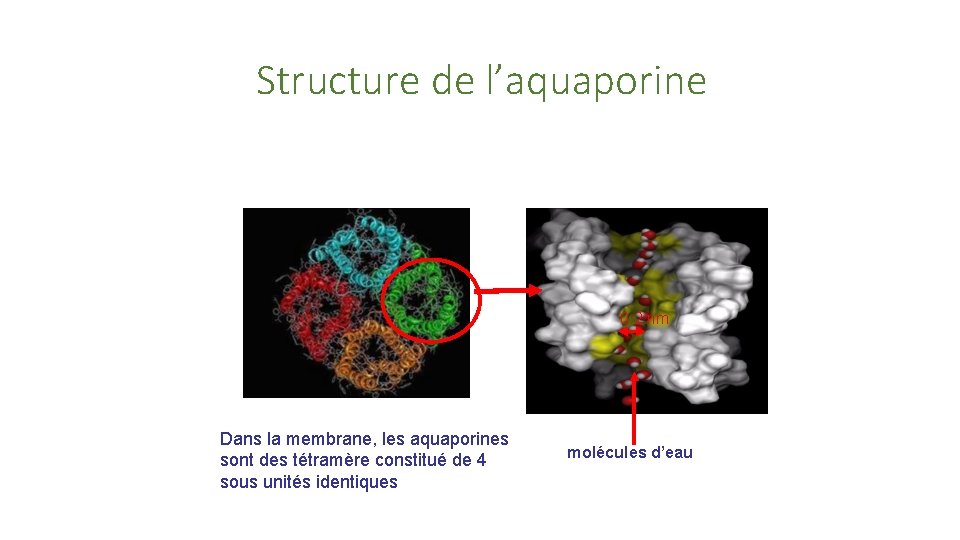 Structure de l’aquaporine 0. 2 nm Dans la membrane, les aquaporines sont des tétramère