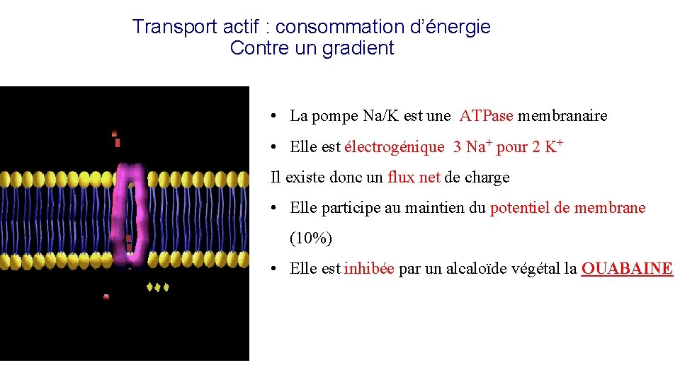 Transport actif : consommation d’énergie Contre un gradient • La pompe Na/K est une