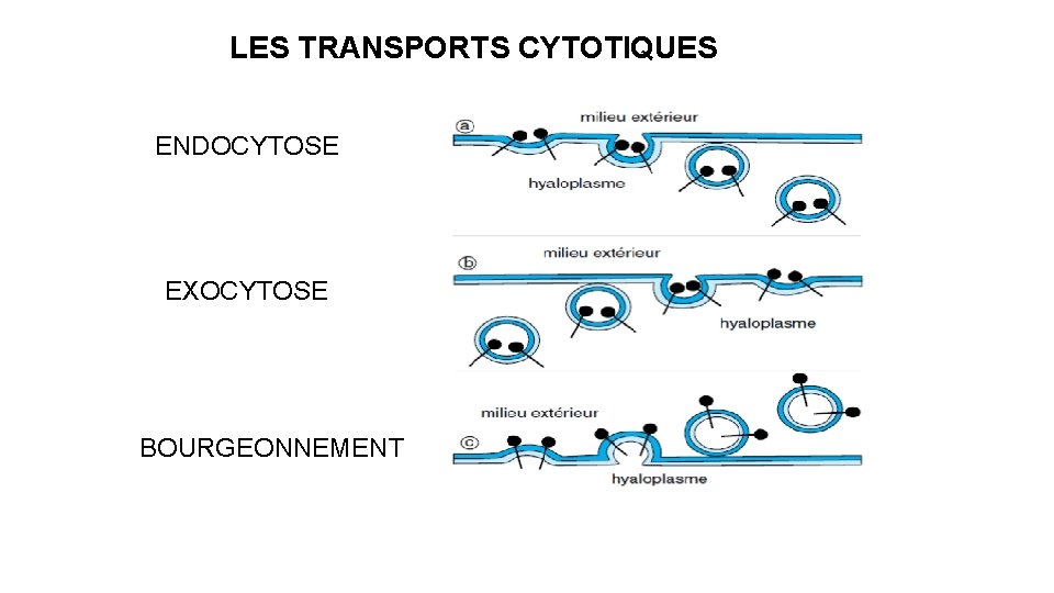 LES TRANSPORTS CYTOTIQUES ENDOCYTOSE EXOCYTOSE BOURGEONNEMENT 