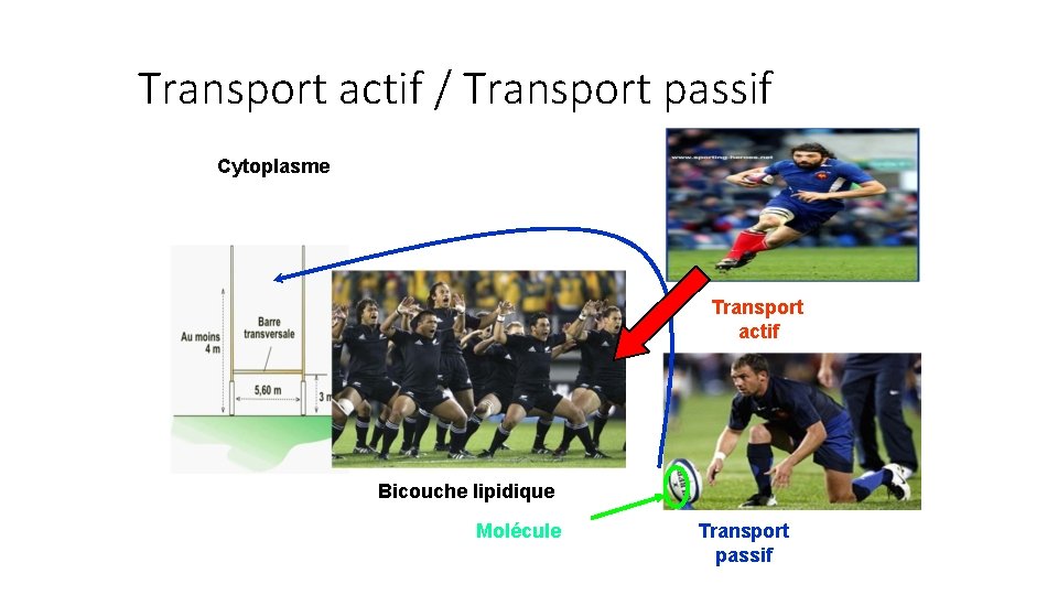 Transport actif / Transport passif Cytoplasme Transport actif Bicouche lipidique Molécule Transport passif 