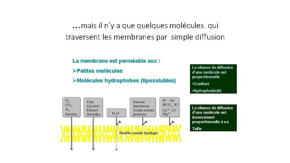 …mais il n’y a quelques molécules qui traversent les membranes par simple diffusion La