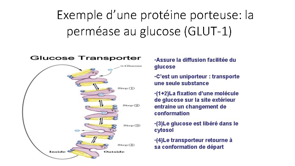 Exemple d’une protéine porteuse: la perméase au glucose (GLUT-1) • Assure la diffusion facilitée